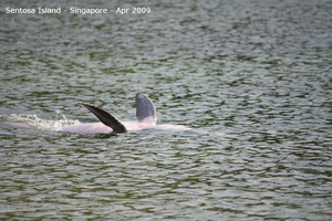 20090422 Singapore-Sentosa Island  73 of 138 